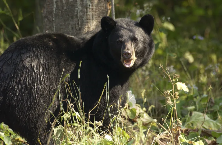 Wisconsin hunters harvest nearly 4,300 bears
